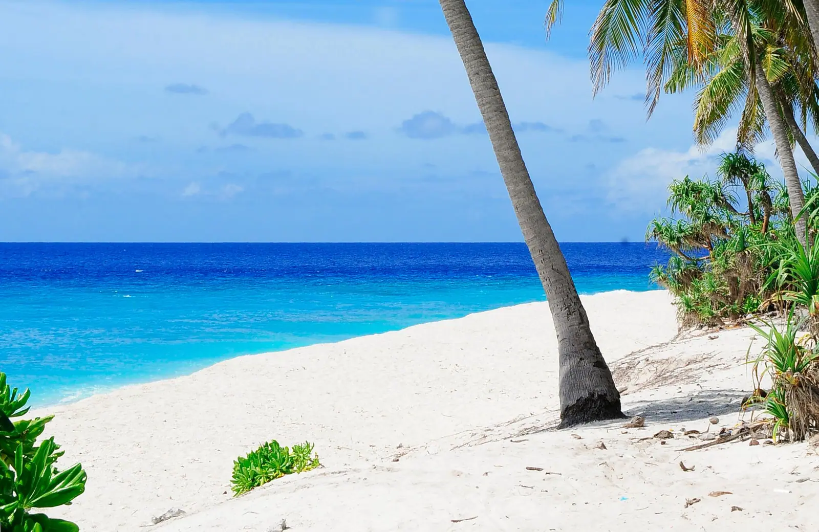 Palm trees leaning over pale sand and clear water, an editorial illustration beside the Florida guide, not a workplace.